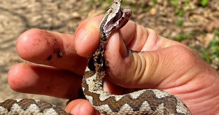 Gjarpri më helmues në Evropën, Vipera shfaqet edhe në parkun e Gërmisë