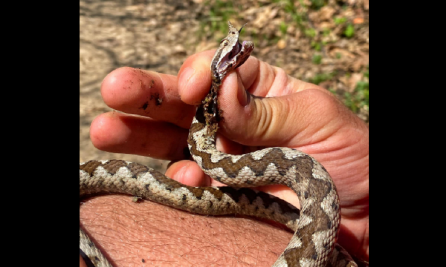 Gjarpri më helmues në Evropën Qendrore Vipera shfaqet edhe në parkun e Gërmisë