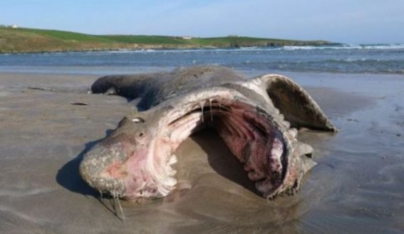  Gjendet në plazh një peshkaqen gjigand, mënyra si ka ngordhur ngelet mister për ekspertët 