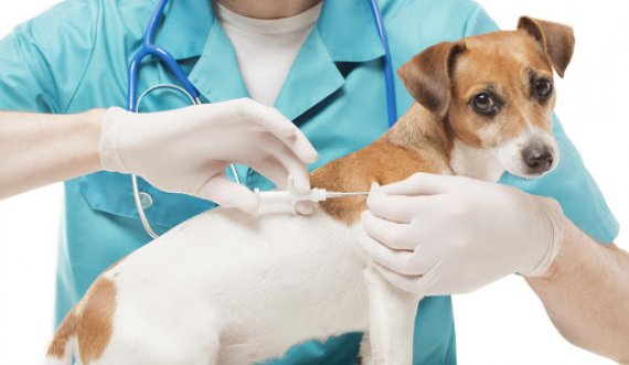 Ky shtet prodhon vaksinat COVID-19 për kafshët
