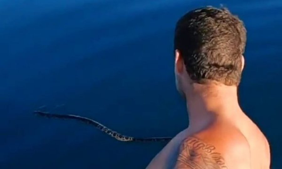 Një gjarpër deti vdekjeprurës tmerron burrin mbi motor uji 