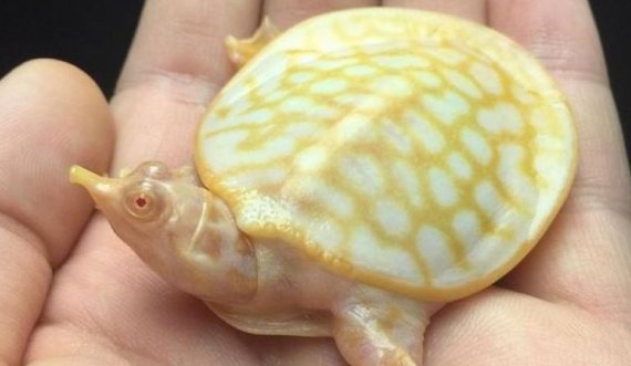 “Albino”, lloj i rrallë i breshkave 