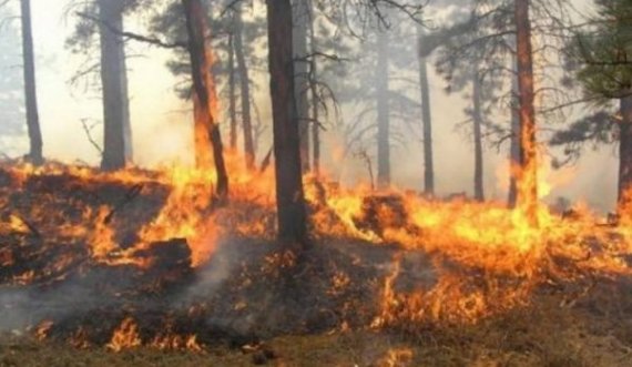 Situatë alarmante në Rugovë: U dogjën më shumë se 80 hektarë pyje në Rugovë
