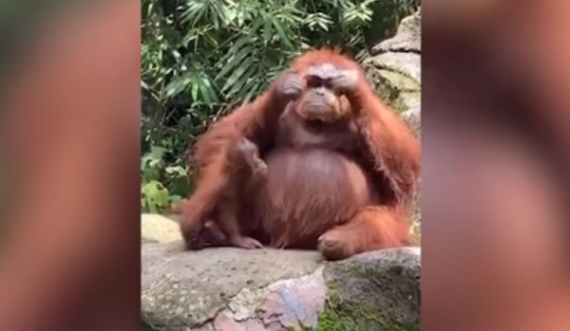 Orangutangu i vendos syzet e diellit që i ranë vizitores, duket se i pëlqejnë
