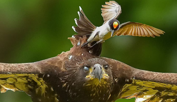 Zogu trim sulmon shqiponjën që iu afrua folesë së tij