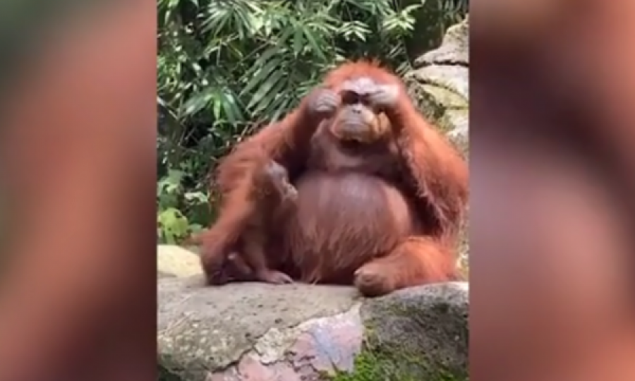 Orangutangu i vendos syzet e diellit që i ranë vizitores, duket se i pëlqejnë
