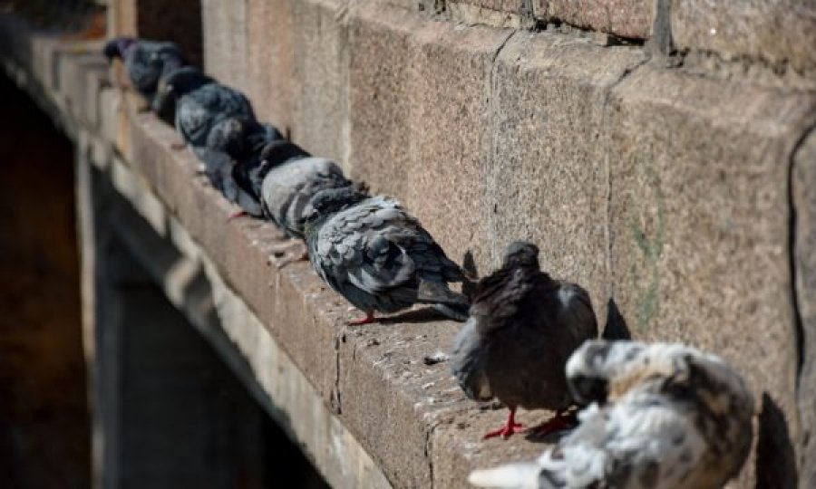  E vrau ish-burrin dhe e varrosi në oborr, u thotë policëve se era po vjen nga pëllumbat 