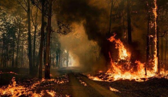 Zjarret po i rrezikojnë pyjet e Kosovës.!