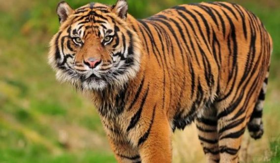  Tigri 25-vjeçar shpallet si më i vjetri në botë, merr çmimin Guinness 