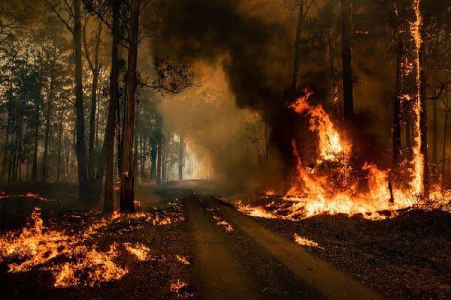 Zjarret po i rrezikojnë pyjet e Kosovës.!