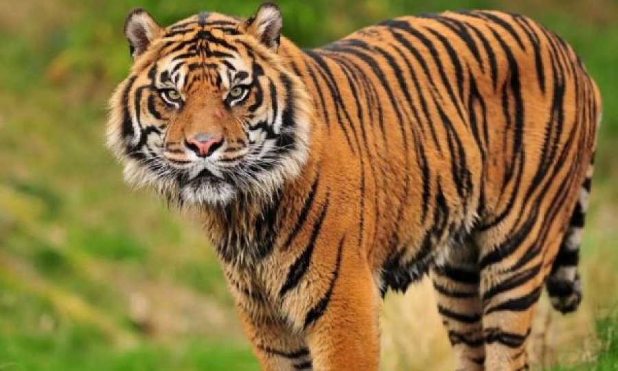  Tigri 25-vjeçar shpallet si më i vjetri në botë, merr çmimin Guinness 