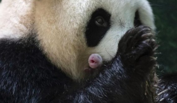  Panda gjigante në kopshtin zoologjik francez lind dy këlyshe binjake 