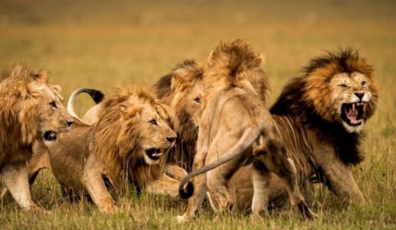  Luanët sulmojnë dhe masakrojnë 3 fëmijë 
