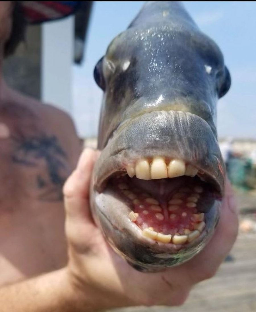  Kapet peshku me “dhëmbë njeriu” 