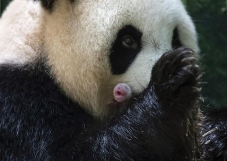  Panda gjigante në kopshtin zoologjik francez lind dy këlyshe binjake 