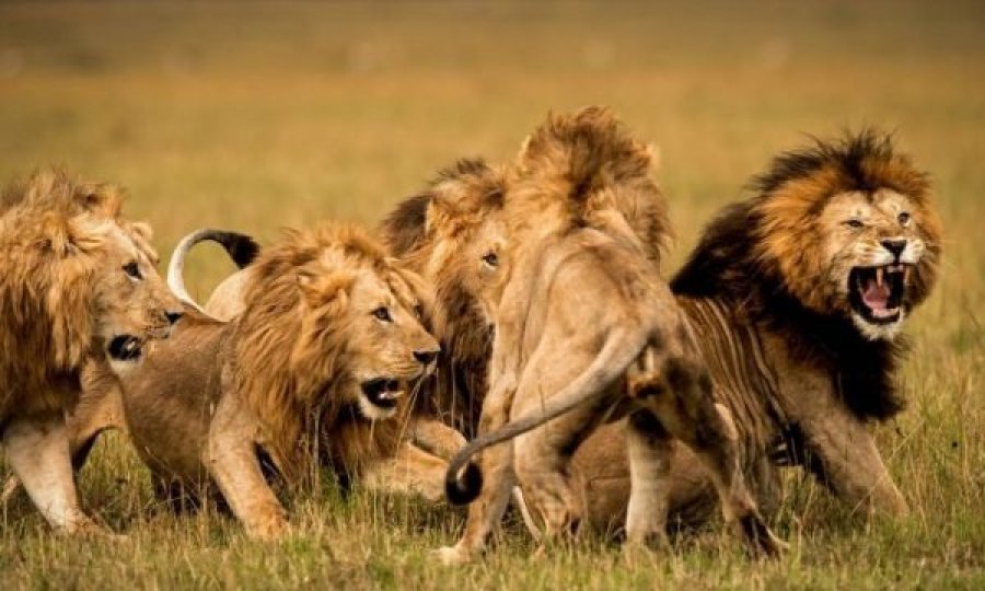  Luanët sulmojnë dhe masakrojnë 3 fëmijë 