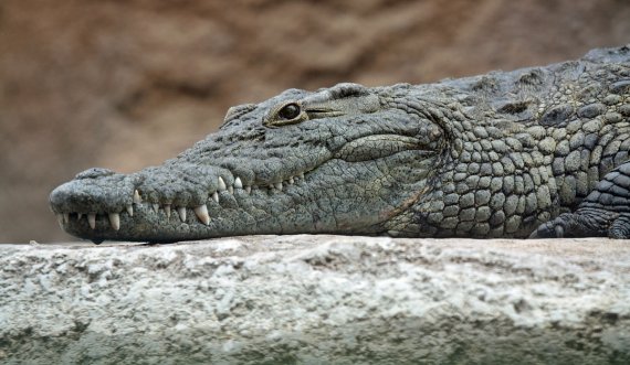  Dy ushtarë sulmohen nga krokodili, njëri në gjendje serioze 