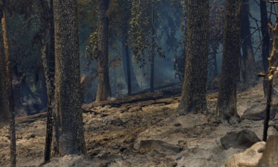  Pasojat e zjarreve në Bjeshkët e Nemuna 