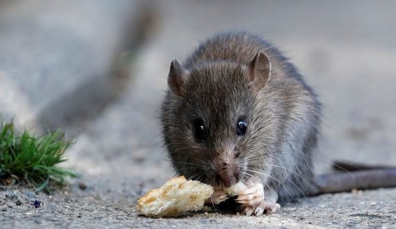 Çfarë është sëmundja e ‘etheve të minjve’ dhe si mund ta parandalojmë?