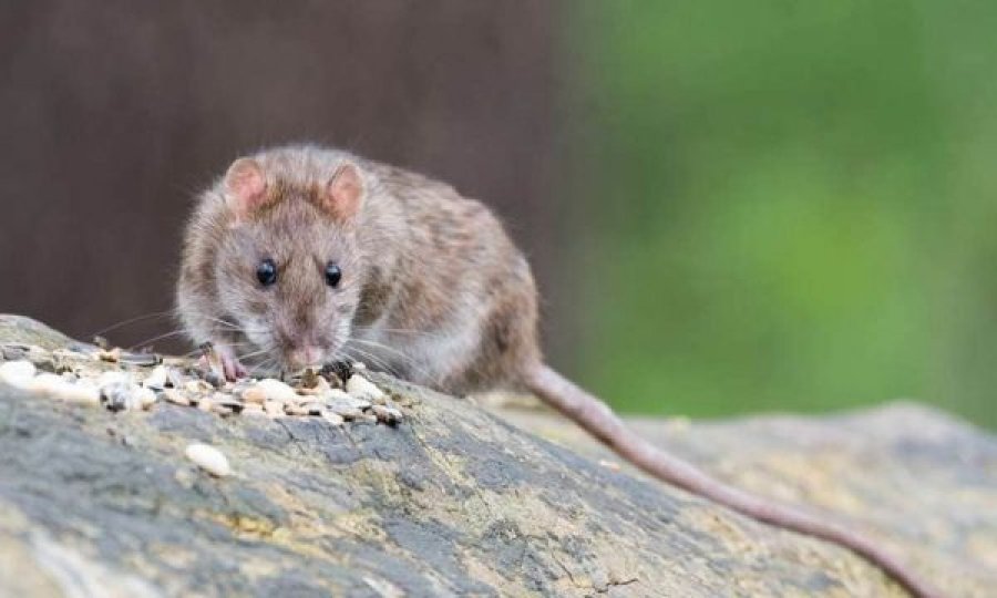 Një fëmijë në gjendje të rëndë nga ethet e minjve/Çfarë duhet të dini për këtë infeksion