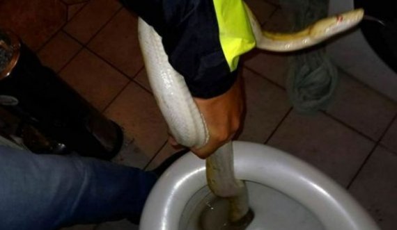  Gjendet një gjarpër 6 metra i gjatë brenda tualetit 