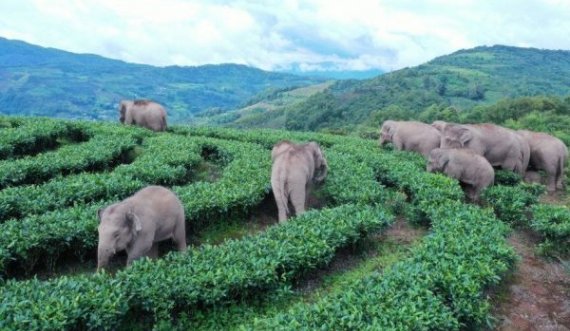  Frika për tragjedi, tufa e elefantëve largon 150 mijë banorë nga qyteti 