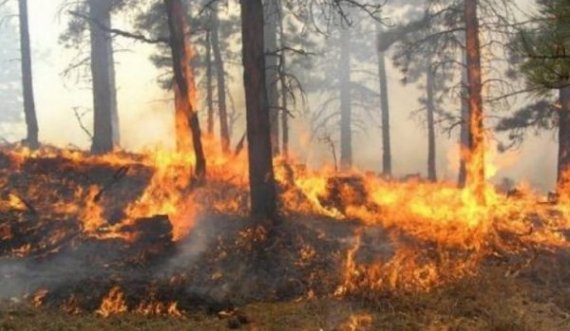  Vushtrri: Ndezi zjarrin për të përgatitur ushqim, por i doli nga kontrolli dhe pastaj u dogjën rreth 10 hektarë pyje 
