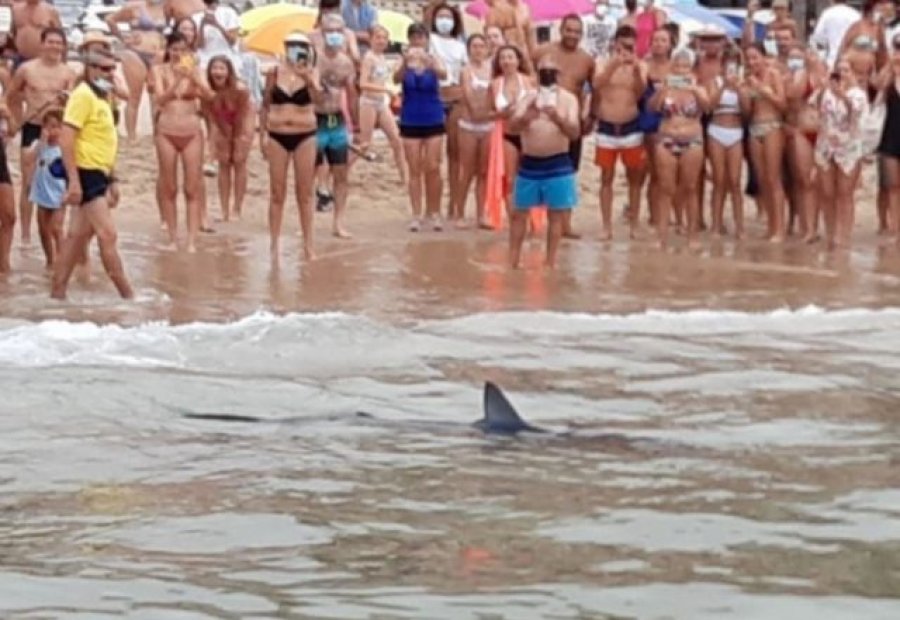  Peshkaqeni 8 metra i gjatë del në breg, tmerrohen pushuesit 