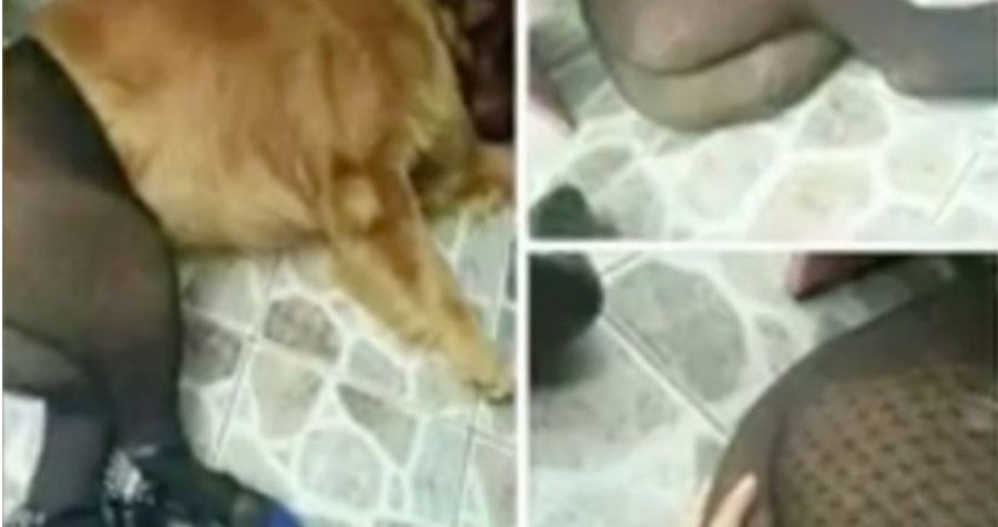 Skandaloze! Në Beograd zbulohet ‘strofulla’ ku turistët kryejnë s*ks me kafshët