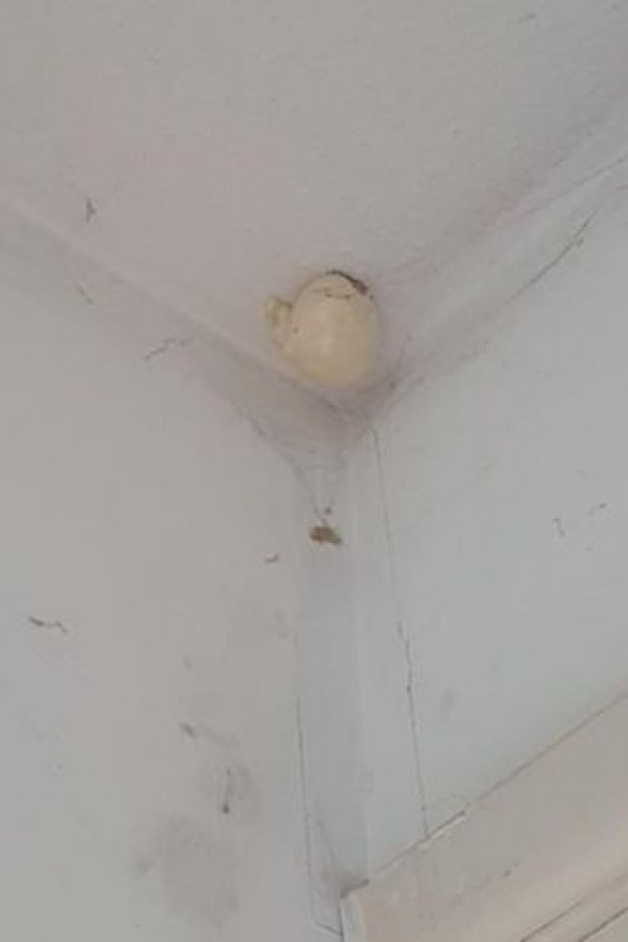  Gruaja gjen vezën misterioze në shtëpi, njerëzit e paralajmërojnë që të mos e prekë 