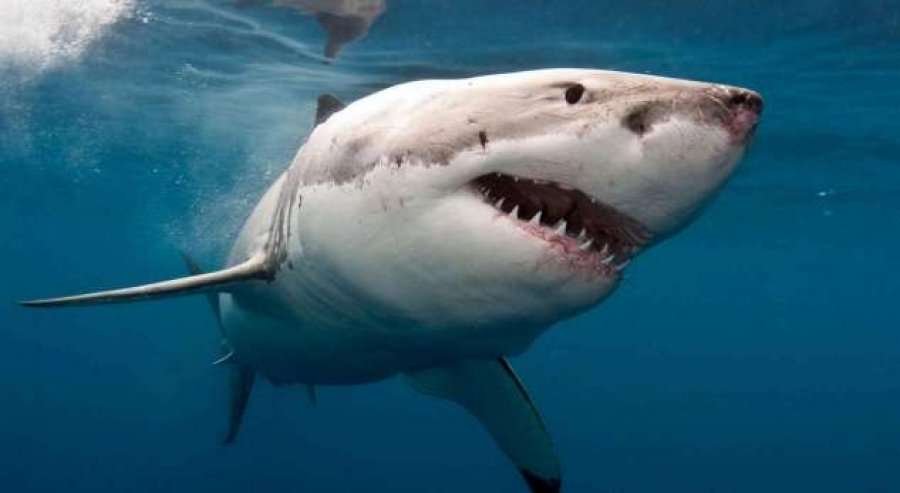  12-vjeçarja kafshohet nga peshkaqeni dhe pëson prerje të shumta 