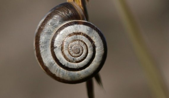 Temperaturat në këtë vend janë aq të larta sa kërmijtë po digjen brenda guaskave 