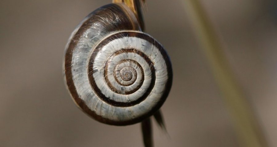 Temperaturat në këtë vend janë aq të larta sa kërmijtë po digjen brenda guaskave 