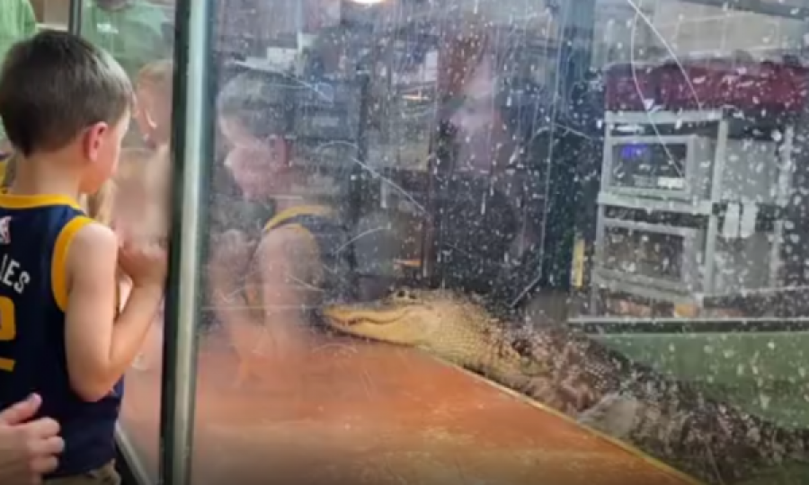  Momenti kur aligatori kafshon punëtoren e kopshtit zoologjik në sy të fëmijëve 