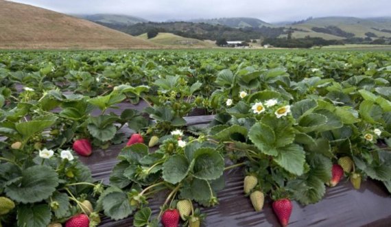 Kosovarët e papërgjegjshëm, ndezin mbeturinat dhe i djegin gjithë plantacionin me dredhëza e manaferra 