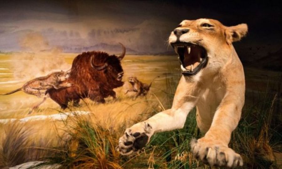 Fotografitë mahnitëse të një luani 28,000-vjeçar të ruajtur në mënyrë perfekte pasi u gjet nën akull