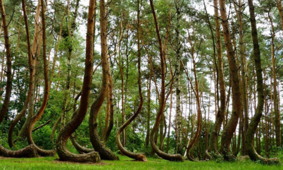  Misteri që qëndron pas këtij “pylli të shtrembër” 