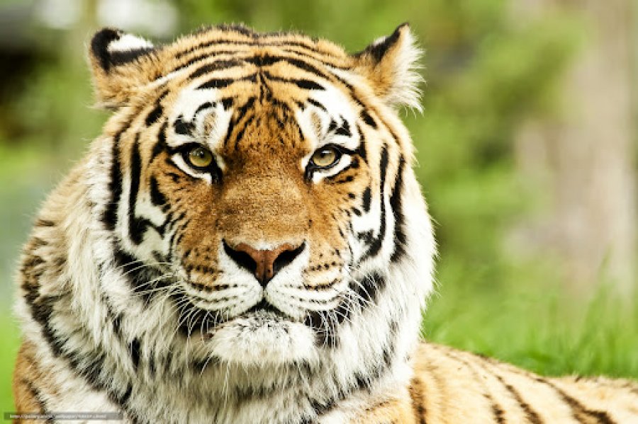  Tigri ha 41-vjeçarin në tualet, i gjenden vetëm rrobat dhe të brendshmet e përgjakura 