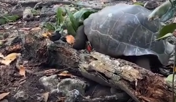  E ngadaltë, por vdekjeprurëse, breshka gjigante ha zogun 