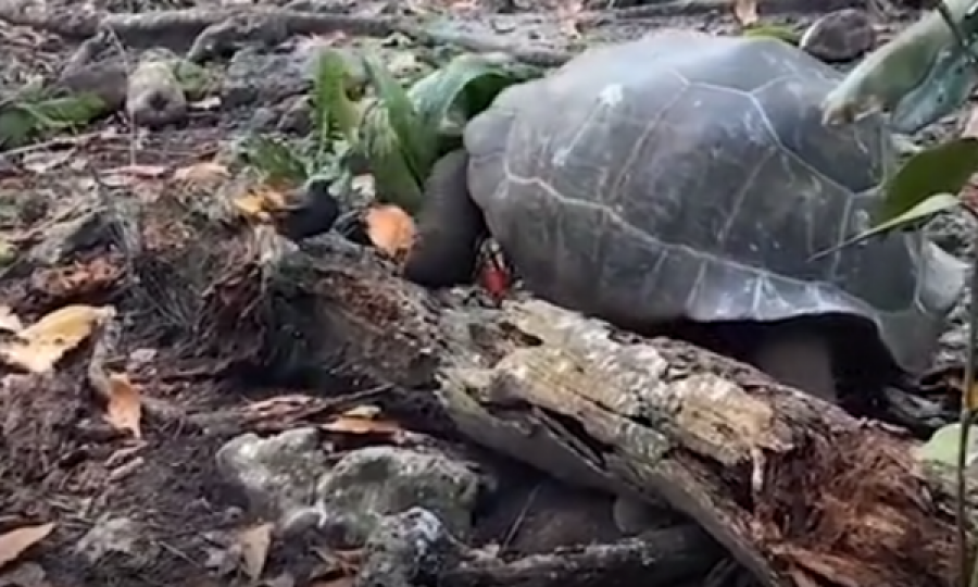  E ngadaltë, por vdekjeprurëse, breshka gjigante ha zogun 