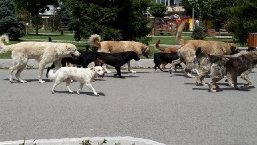 Prishtina “në hall” prej qenve endacakë, komuna heshtë 