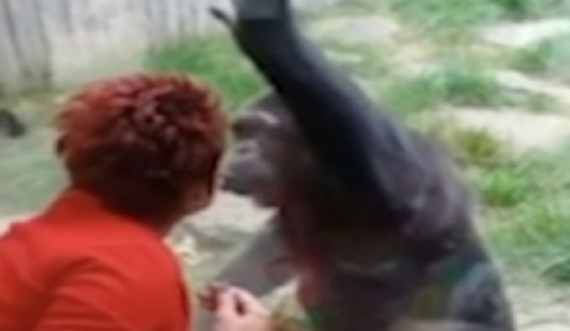 Gruaja dëbohet nga kopshti zoologjik se puthi në buzë shimpazenë, por ai ka rënë në dashuri