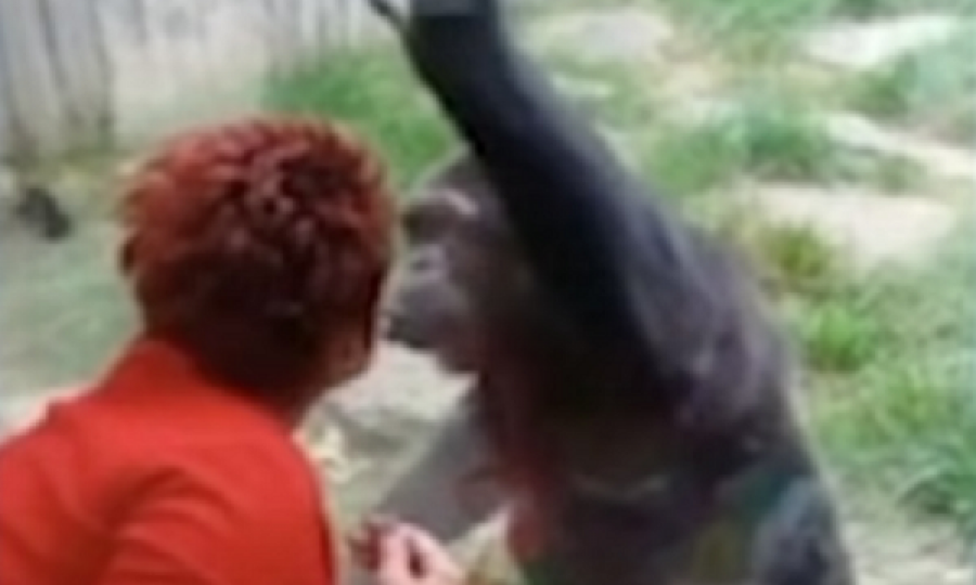 Puthje në buzë e përqafime me shimpanzenë, gruaja dëbohet nga kopshti zoologjik