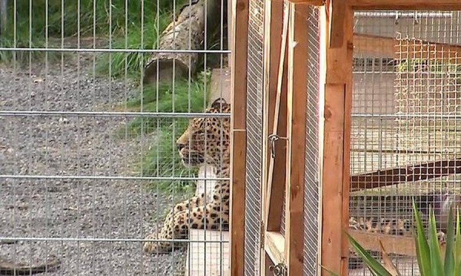 Duke bërë photoshooting, modelja 36-vjeçare sulmohet nga leopardi