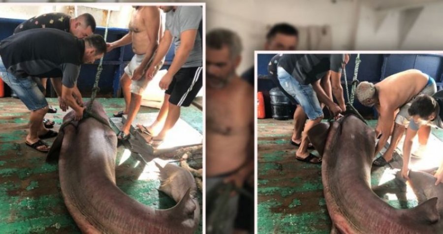 Kapet në Durrës peshkaqeni 500 kg 