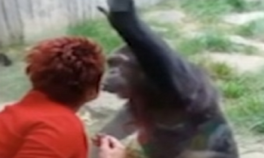 Gruaja dëbohet nga kopshti zoologjik se puthi në buzë shimpazenë, por ai ka rënë në dashuri