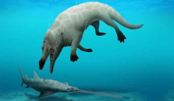 Një balenë me këmbë? Po! Jetonte në tokë e ujë 43 milionë vite më parë