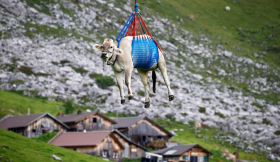  Në Zvicër lopët e plagosura barten me helikopter nga Alpet 