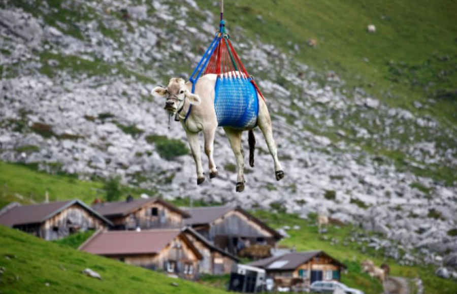  Në Zvicër lopët e plagosura barten me helikopter nga Alpet 