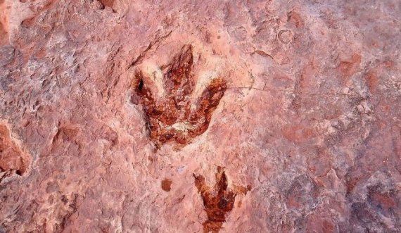 Gjurmët më të ruajtura të dinosaurëve janë në Arizona 